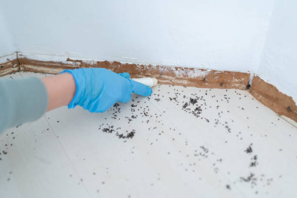 Best Emergency Pest Control  in Ripley, WV