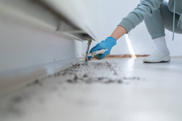 Best Wasp Removal Services  in Ripley, WV